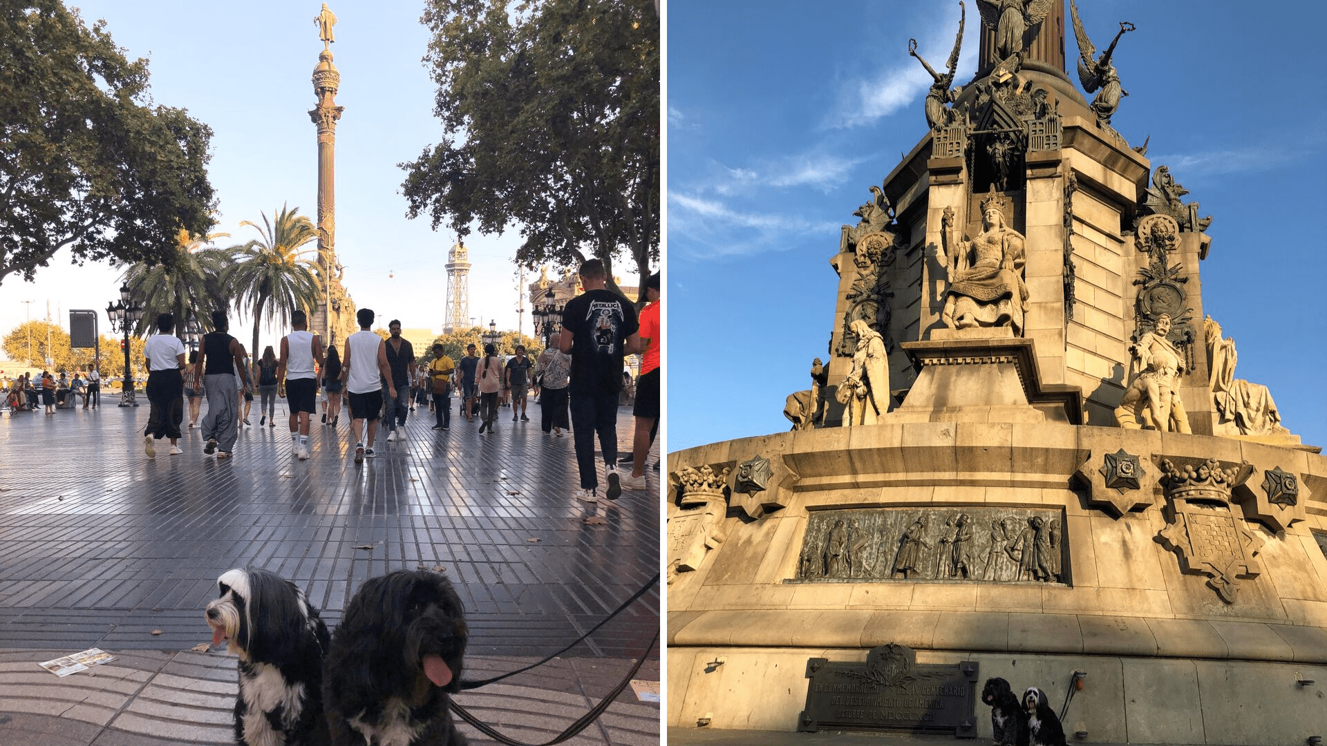 The dogs in Barcelona