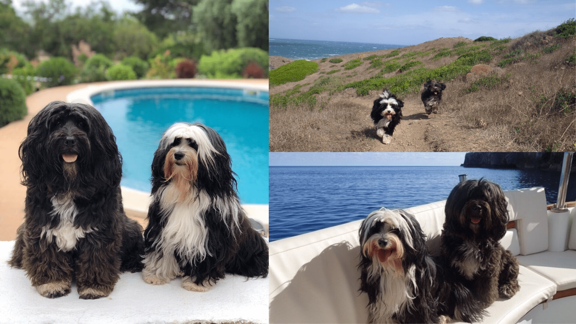 The dogs enjoying their time in Menorca