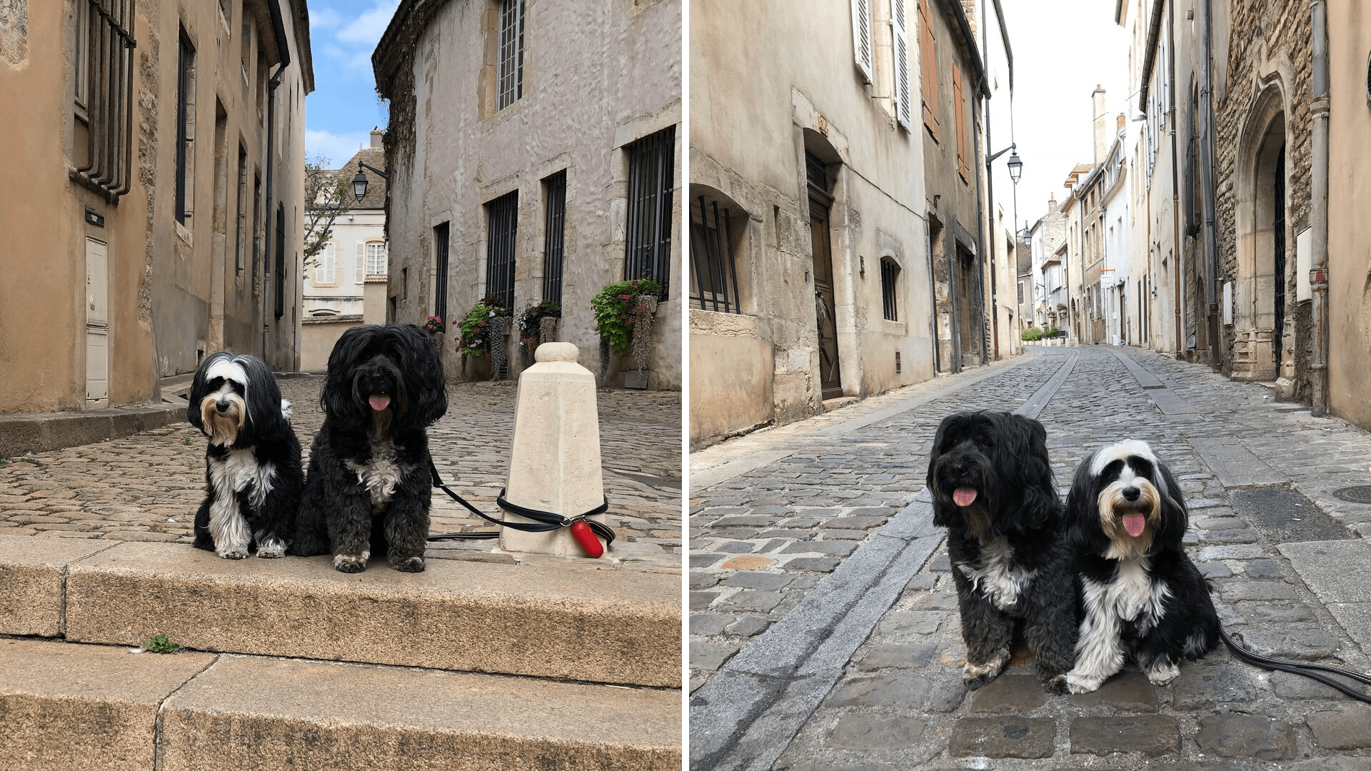 Dogs in small French street