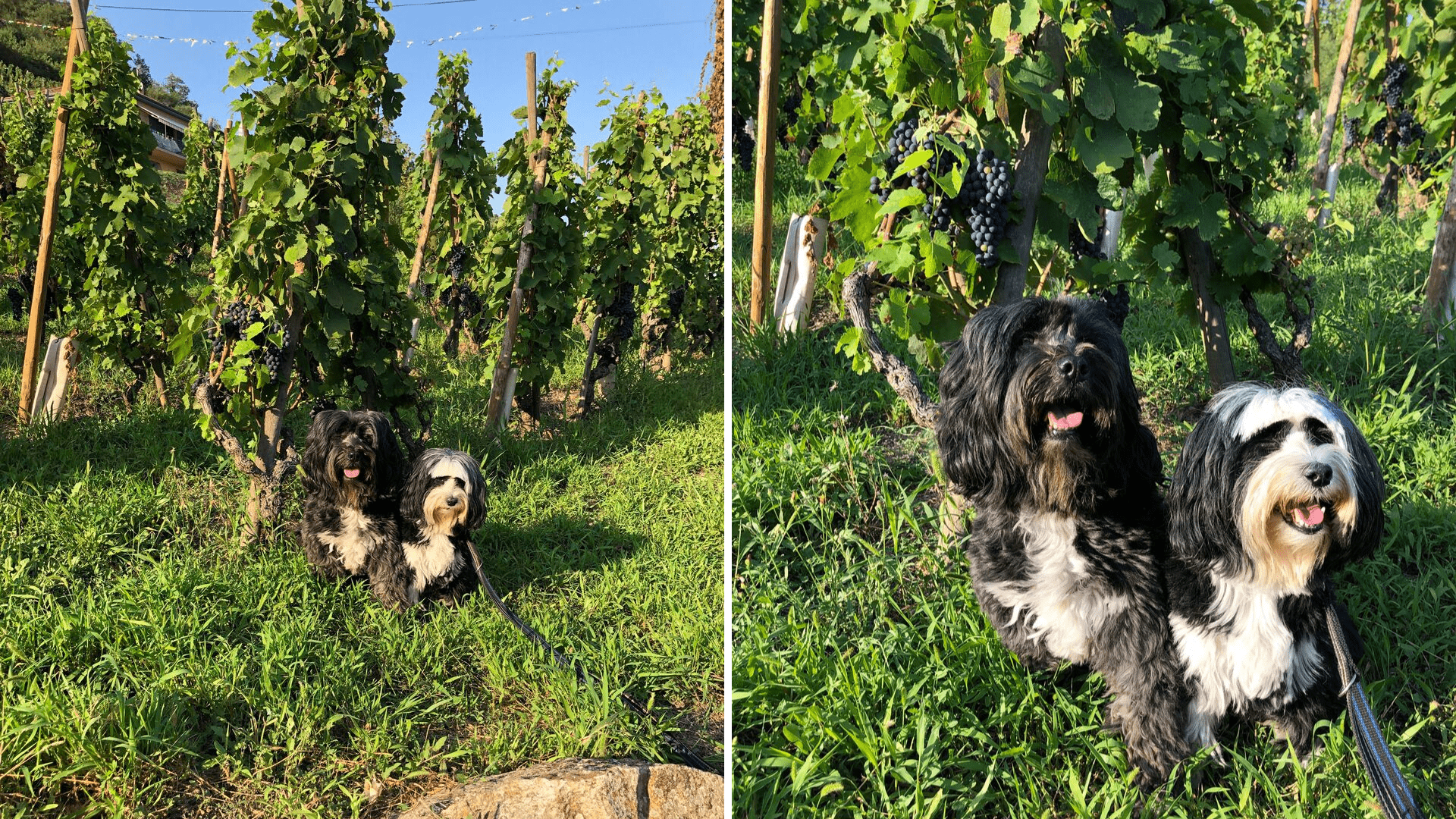 Dogs in the vineyard in France